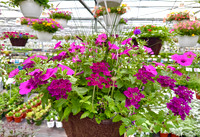 Vite Greenhouses